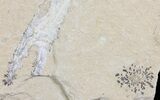 Cretaceous Fossil Shrimp - Lebanon #69991-3